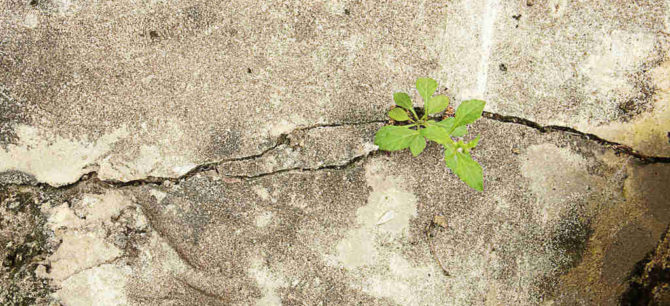 trees growing in cement